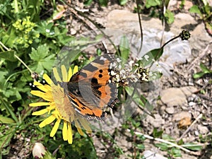 The small tortoiseshell butterfly Aglais urticae or Kleiner Fuchs Schmetterling, Innerthal