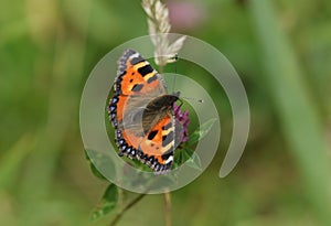 A Small Tortoiseshell Butterfly, Aglais urticae, nectaring on a red clover flower in a meadow in the UK.