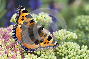Small Tortoiseshell Butterfly Aglais urticae photo