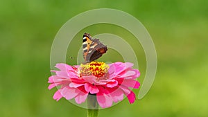 Small tortoiseshell butterfly Aglais urticae  on pink zinnia flower, stock video