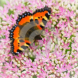 Small tortoiseshell butterfly or Aglais urticae on Sedum flowers