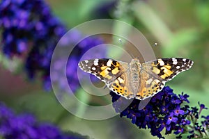 Small tortoiseshell butterfly - Aglais urticae - sitting on flowering blue violet butterflybush - Buddleja davidii - in garden. photo