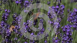 Small Tortoiseshell Butterfly, aglais urticae, Sucking Nectar from Laverder Flowers, Normandy,