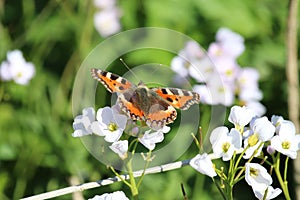 Small Tortoiseshell Butterfly (Aglais urticae) on White Flower.