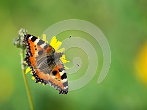 Small tortoiseshell butterfly Aglais urticaes