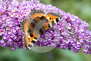 Small Tortoiseshell butterfly on Buddleia flower photo