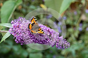 Small Tortoiseshell butterfly on Buddleia flower photo