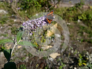 Small Tortoiseshell butterfly on buddleia plant