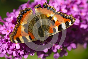 Small tortoiseshell on butterfly bush