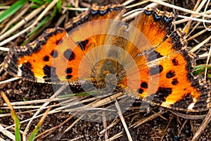 The small tortoiseshell butterfly close up portrait