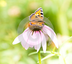 Small tortoiseshell butterfly on Echinacea blossom