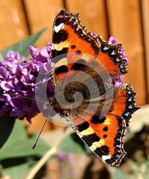 Small tortoiseshell butterfly feeding on a buddleia