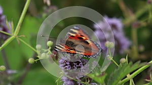 Small tortoiseshell butterfly gathering nectar from a water mint flower during july in scotland.