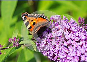 A Small Tortoiseshell Butterfly