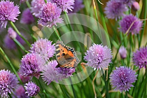 Small tortoiseshell butterfly on summer chives