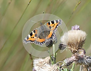 Small tortoiseshell butterfly among thistledown in early autumn