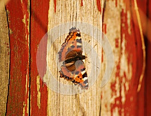 Small Tortoiseshell butterfly on a wooden wall