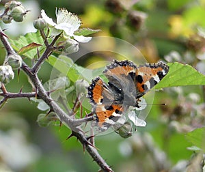 Small tortoiseshell feeding on white bramble