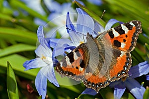 Small Tortoiseshell meets Siehe's Glory-of-the-Snow