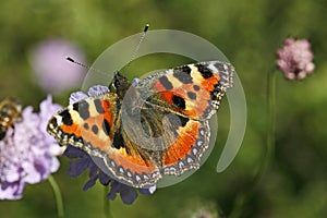 Small Tortoiseshell (Nymphalis urticae) photo