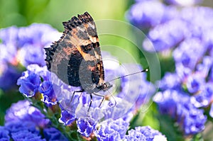 Small tortoiseshell perching on purple wildflower