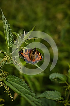 Small tortoiseshell on a plant leaf in Neander valley, near Mettmann town, Germany, vertical shot