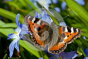 Small Tortoiseshell and Siehe's Glory-of-the-Snow