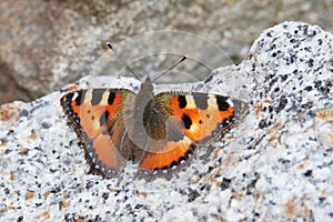 Small tortoiseshell in spring