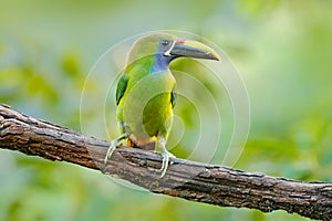 Small toucan. Blue-throated Toucanet, Aulacorhynchus prasinus, green toucan bird in the nature habitat, exotic animal in tropical