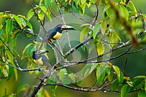 Small toucan Collared Aracari, Pteroglossus torquatus, bird with big bill. Toucan sitting on the branch in the forest, Boca Tapada