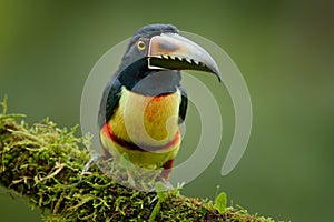 Small toucan Collared Aracari, Pteroglossus torquatus, bird with big bill. Toucan sitting on the branch in the forest, Boca Tapada