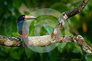 Small toucan Collared Aracari, Pteroglossus torquatus, bird with big bill. Toucan sitting on the branch in the forest, Boca Tapada