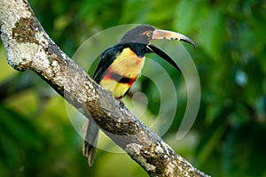 Small toucan Collared Aracari, Pteroglossus torquatus, bird with big bill. Toucan sitting on the branch in the forest, Boca Tapada