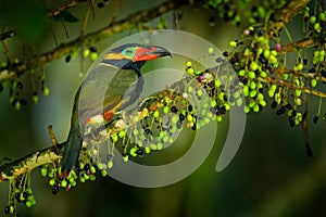 Small toucan with fruits. Golden-collared Toucanet, Selenidera reinwardtii, in the nature forest habitat. Bird in the tropic