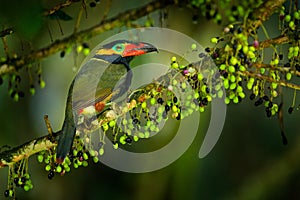 Small toucan with fruits. Golden-collared Toucanet, Selenidera reinwardtii, in the nature forest habitat. Bird in the tropic photo