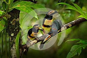 Small toucans in habitat. Toucan Collared Aracari, Pteroglossus torquatus, bird with big bill, sitting on the branch in the green