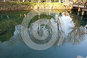 The shadow of the tree is in the river. photo