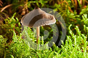 Small toxic poisonous mushroom entoloma vernum