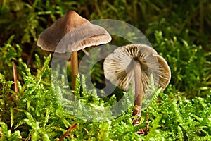 Small toxic poisonous mushroom entoloma vernum