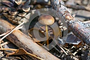 Small toxic poisonous mushroom entoloma vernum is growing beyond pine needles