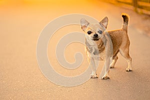 A small toy dog male â€‹â€‹of mixed breed, light brown color standing on the asphalt path in the street in the warm light of sun