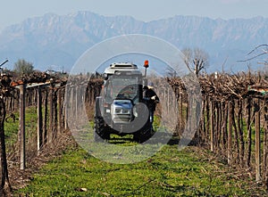 A small tractor in the middle of a row of vineyard while a vintner prunes the vines at the end of winter