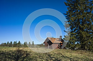 Small traditional swedish red wooden house next to spurse tree in countryside near Vasteras, Sweden