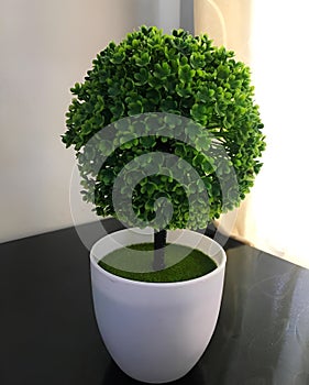 Small Tree Accesory photo