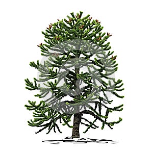 A small tree of araucaria Araucaria L