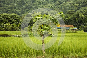 A small tree on a background of green rice fields and mountains with a house