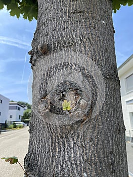 Small tree bead on a maple tree with leaves and new shoots