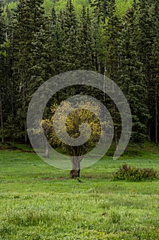 Small Tree Begins To Leaf In Early Spring