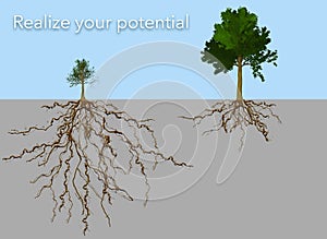 A small tree with a big root system is seen with a big tree with a small root system.