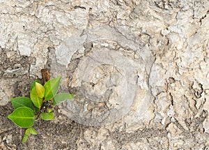 Small tree in Big Tree